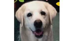 A dog