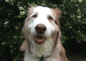 A dog