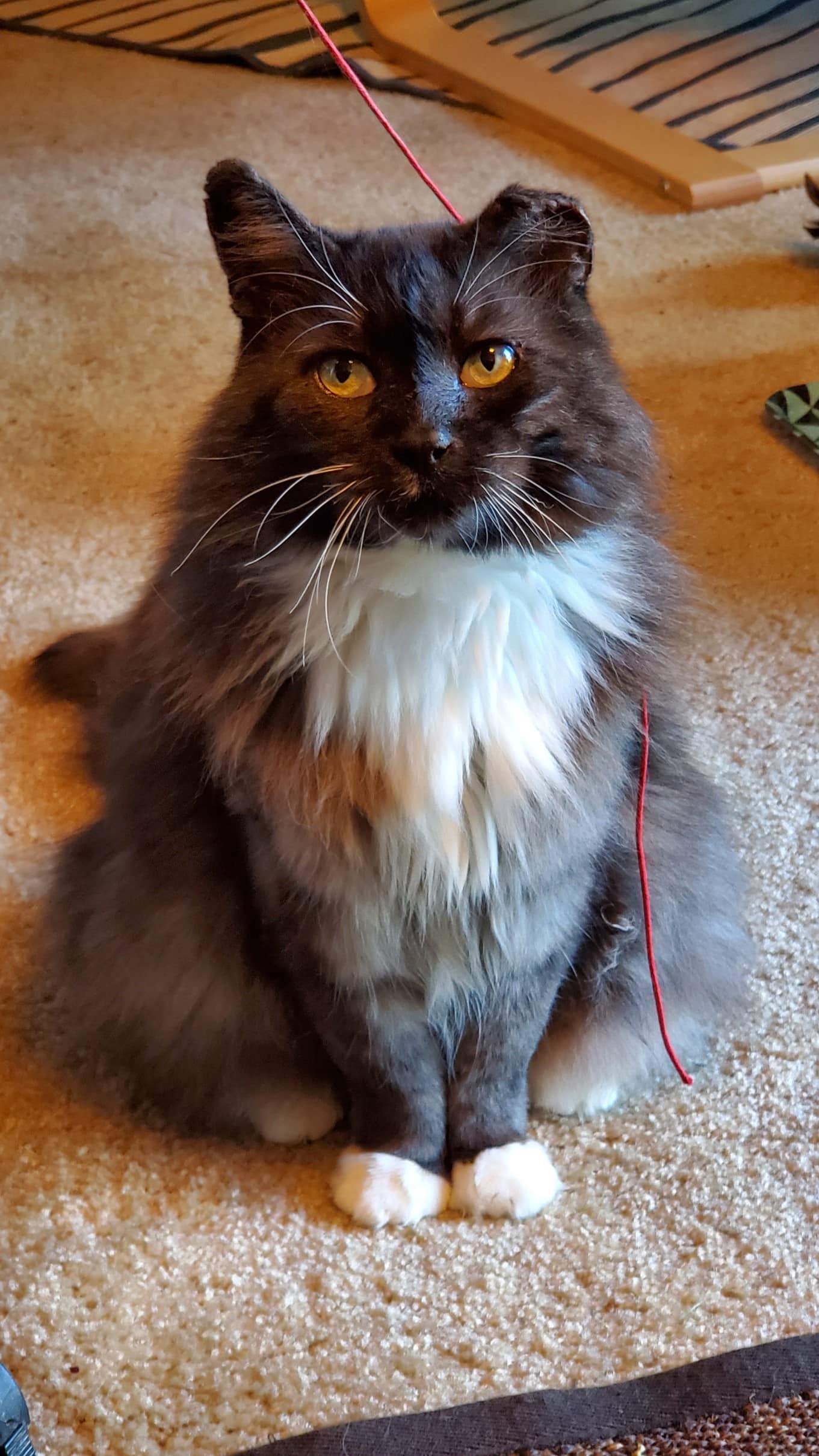 In Memory Of Mortimer Compassionate Care