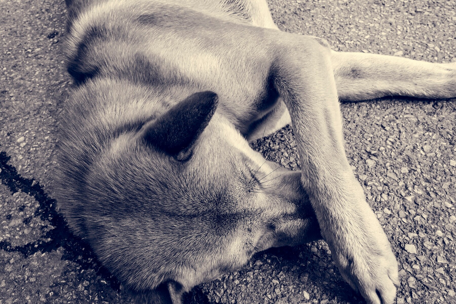 urban-city-homeless-street-dog