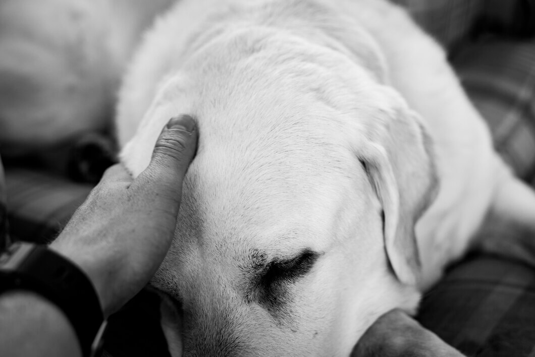 A dog lying down