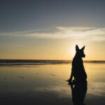 silhouette dog sitting in the sunset