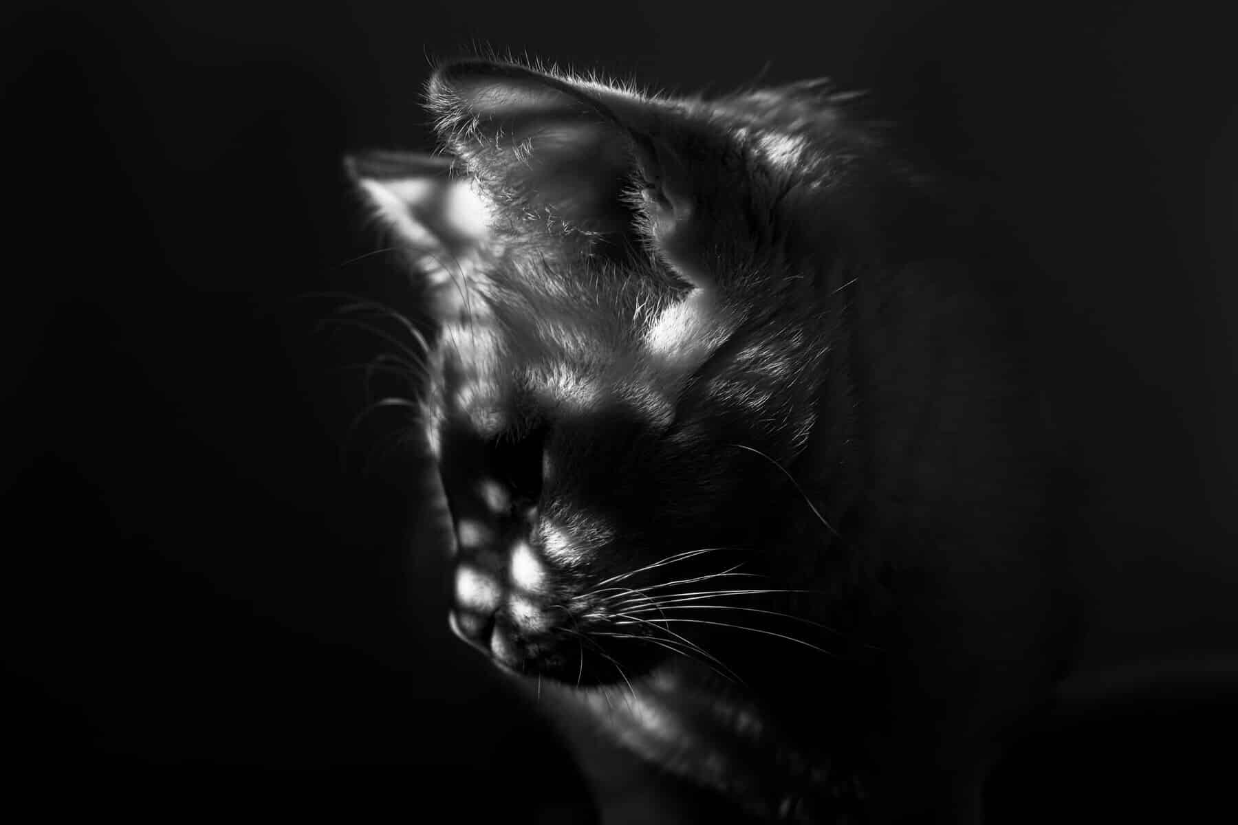 blackwhite-portrait-domestic-cat-looking-down (1)