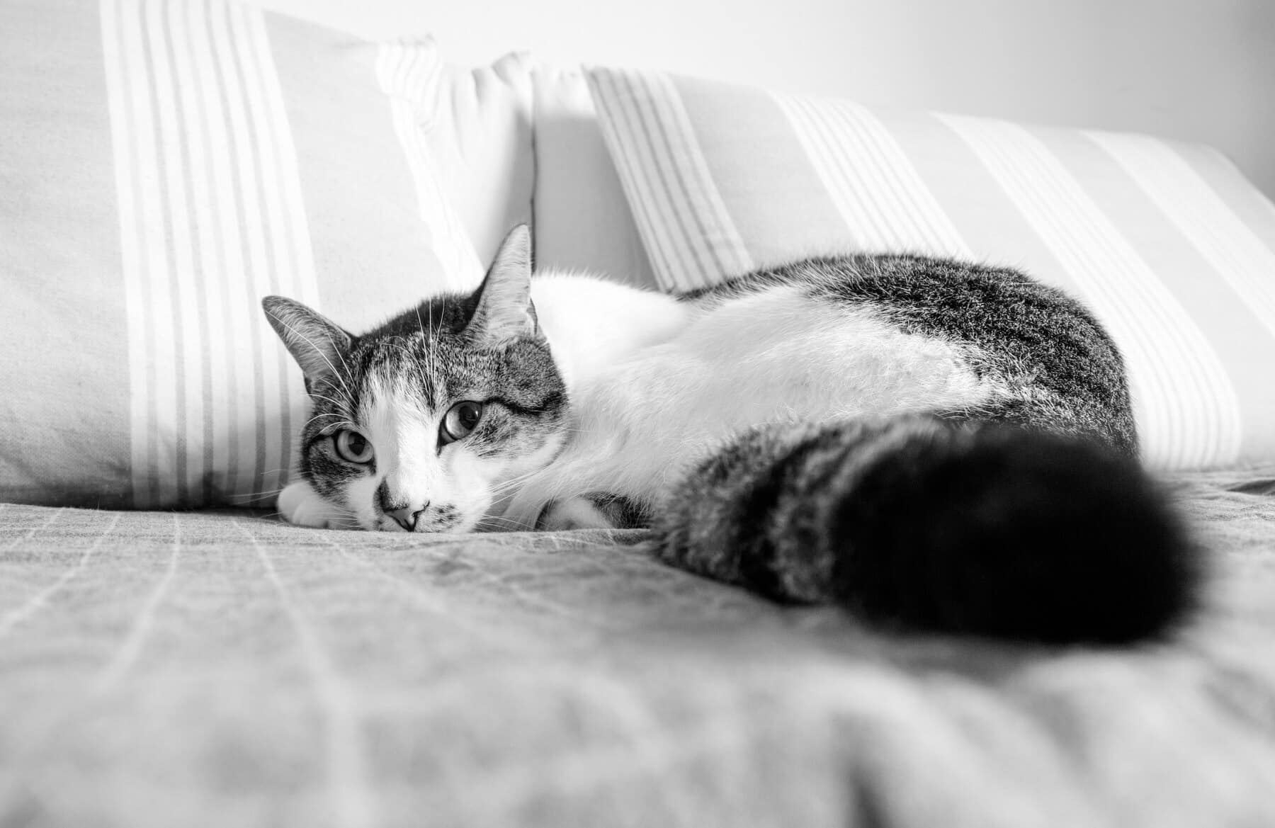 cat-laying-sofa-looking-camera-black-white (1)