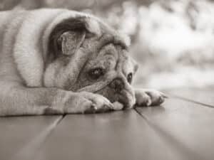 pug-dog-resting-balcony-house
