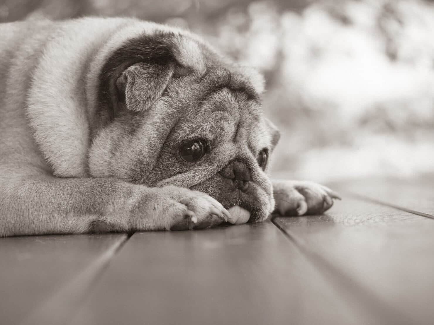 pug-dog-resting-balcony-house