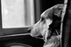 sad-dog-looking-out-window
