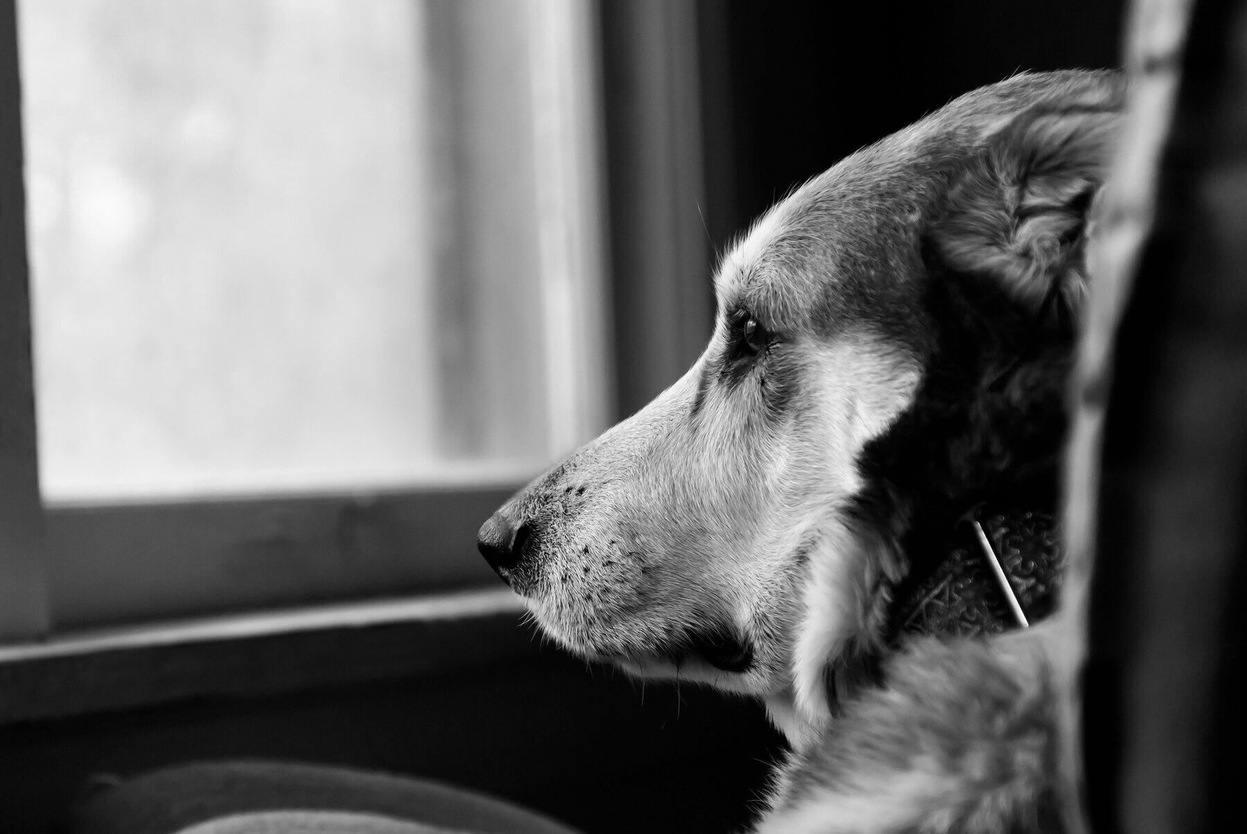 sad-dog-looking-out-window