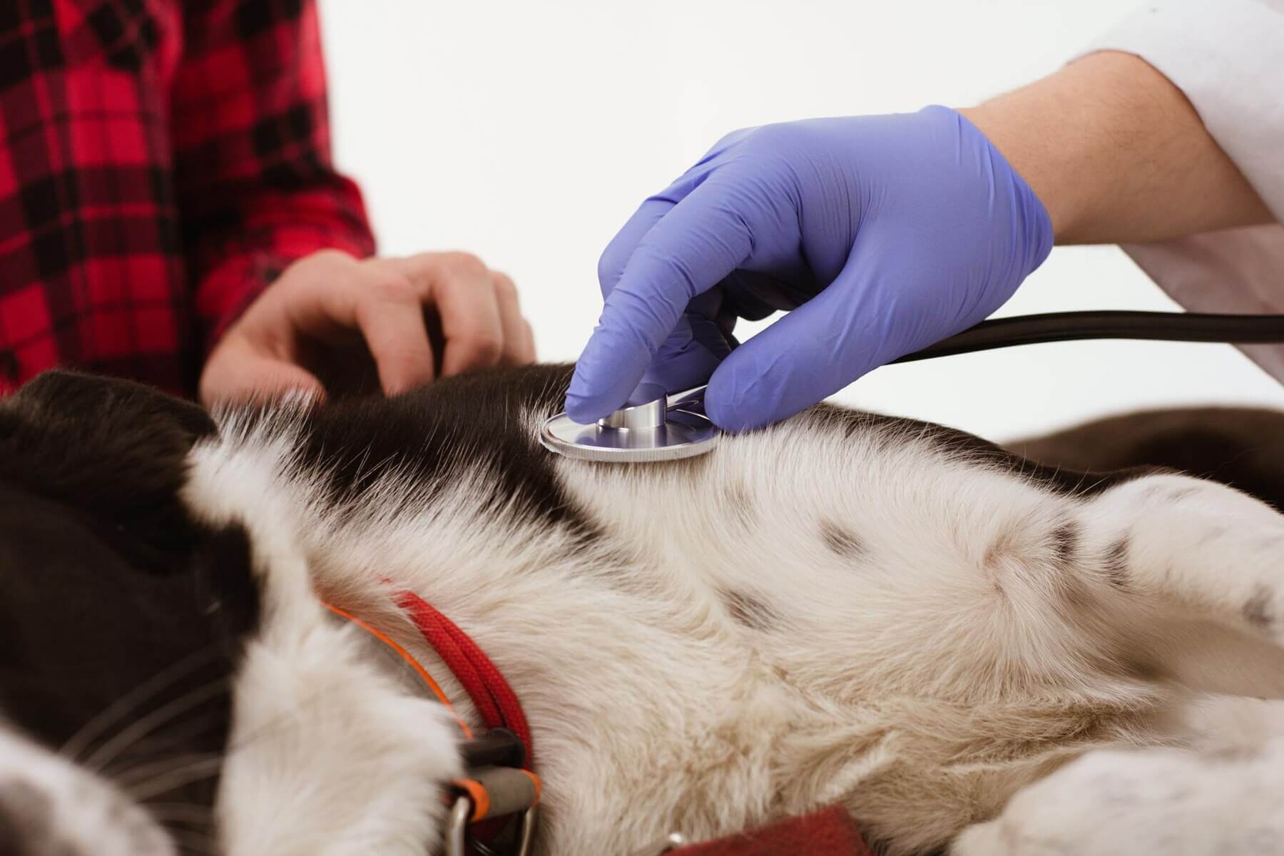 close-up-dog-getting-examined (1)