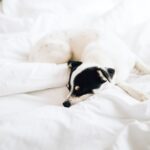 dog-sleeping-on-a-white-bed