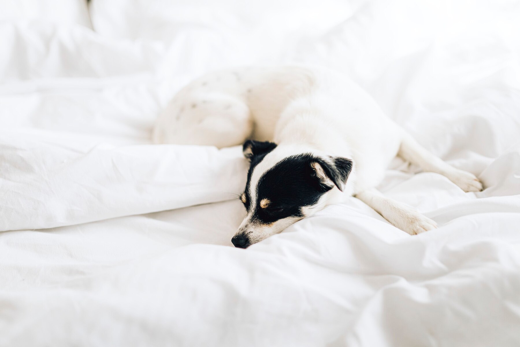 dog-sleeping-on-a-white-bed
