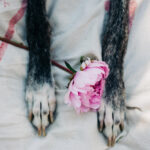 close-up-cat-with-pink-flower
