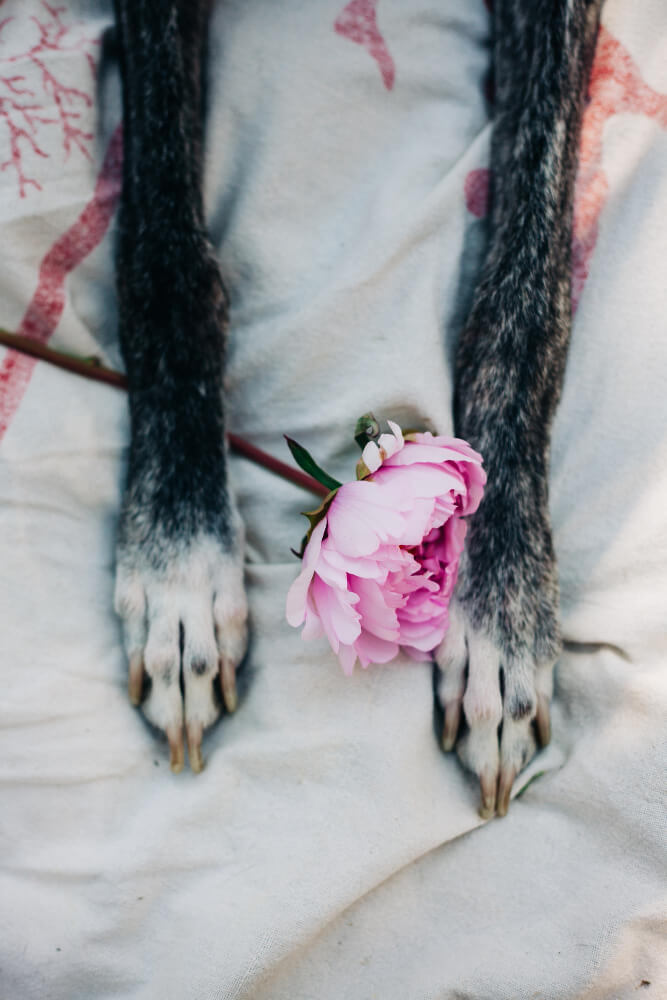 close-up-cat-with-pink-flower