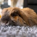 cute-rabbit-laying-carpet