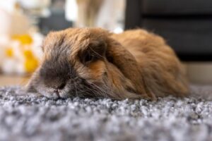 cute-rabbit-laying-carpet