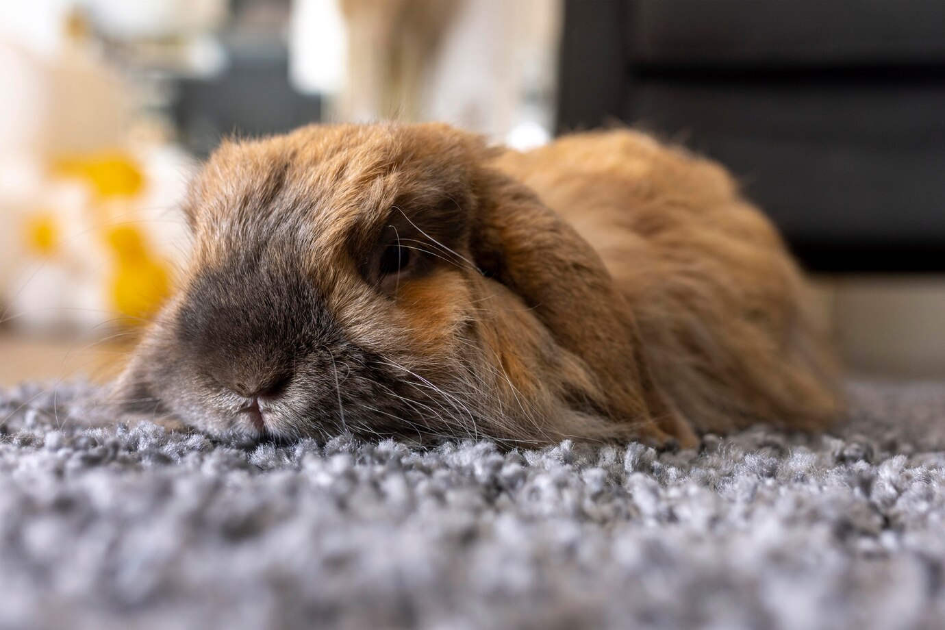 cute-rabbit-laying-carpet