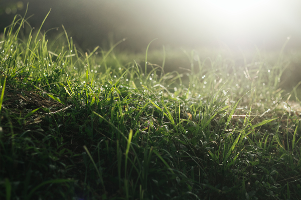 grass field