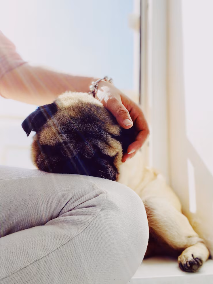 midsection-woman-with-pug-dog-home
