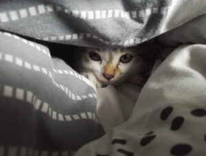 cat hiding under the blanket