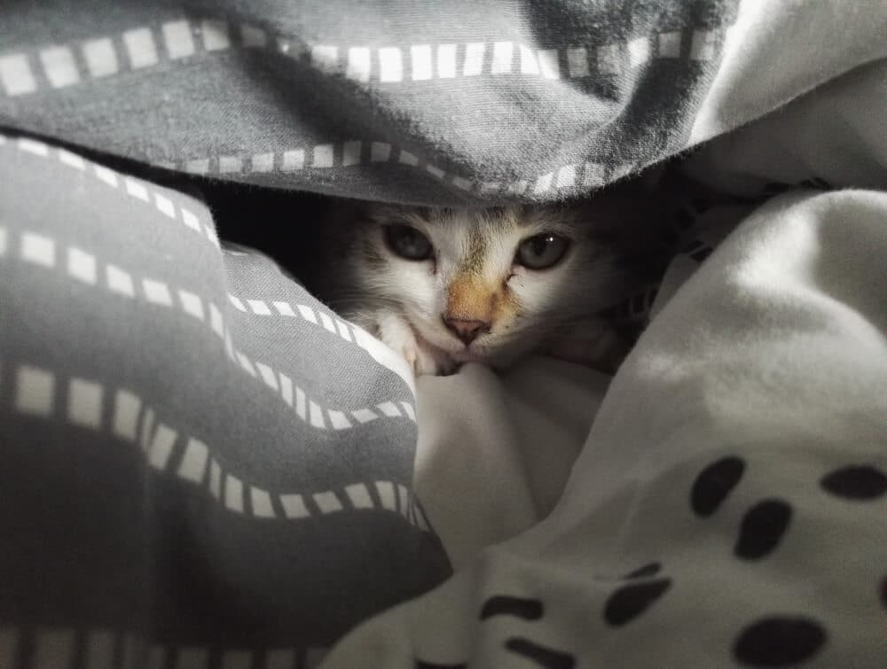 cat hiding under the blanket