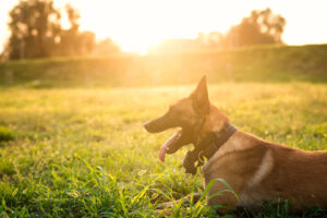 portrait-trained-dog-waiting-command-park