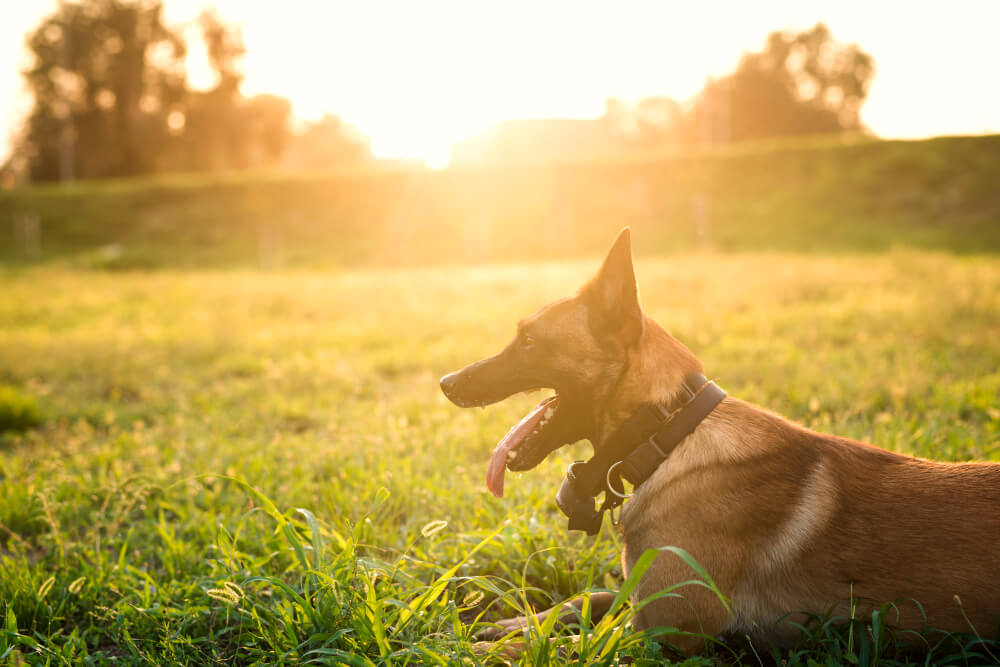 portrait-trained-dog-waiting-command-park