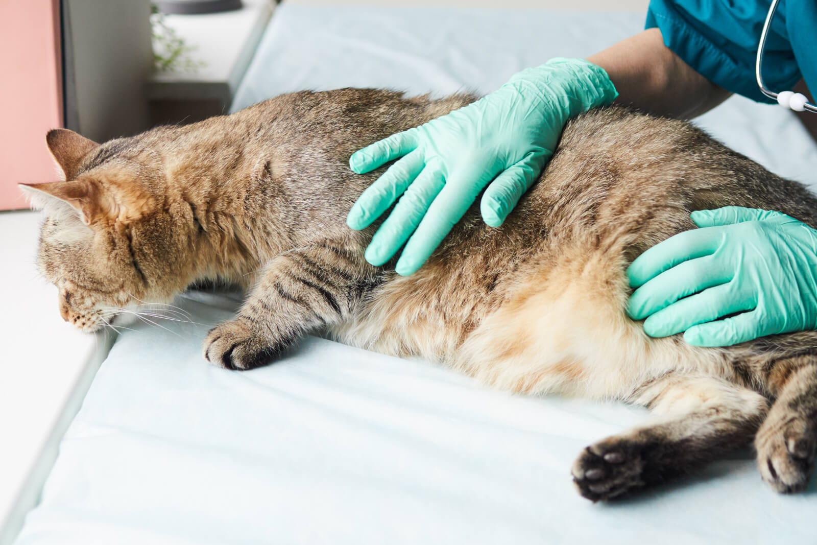 Cat and Vet