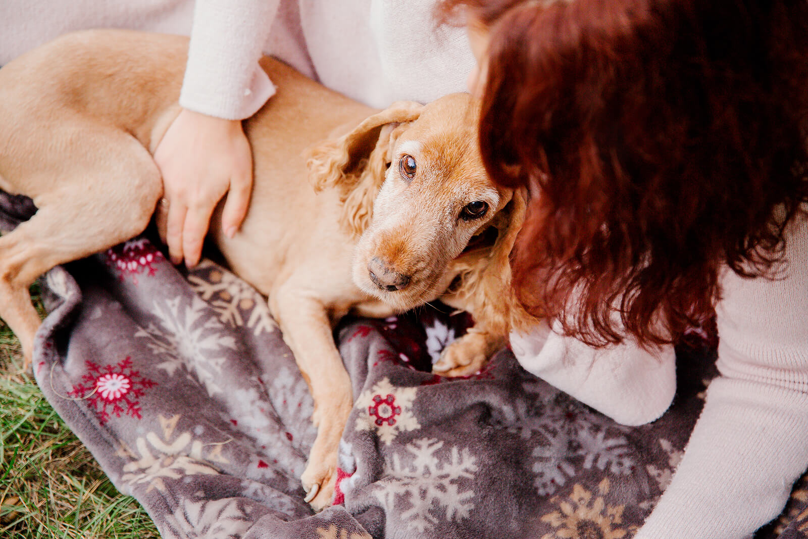 old English Cocker Spaniel Dog with owner