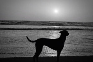 silhouette-dog-standing-beach-against-sky