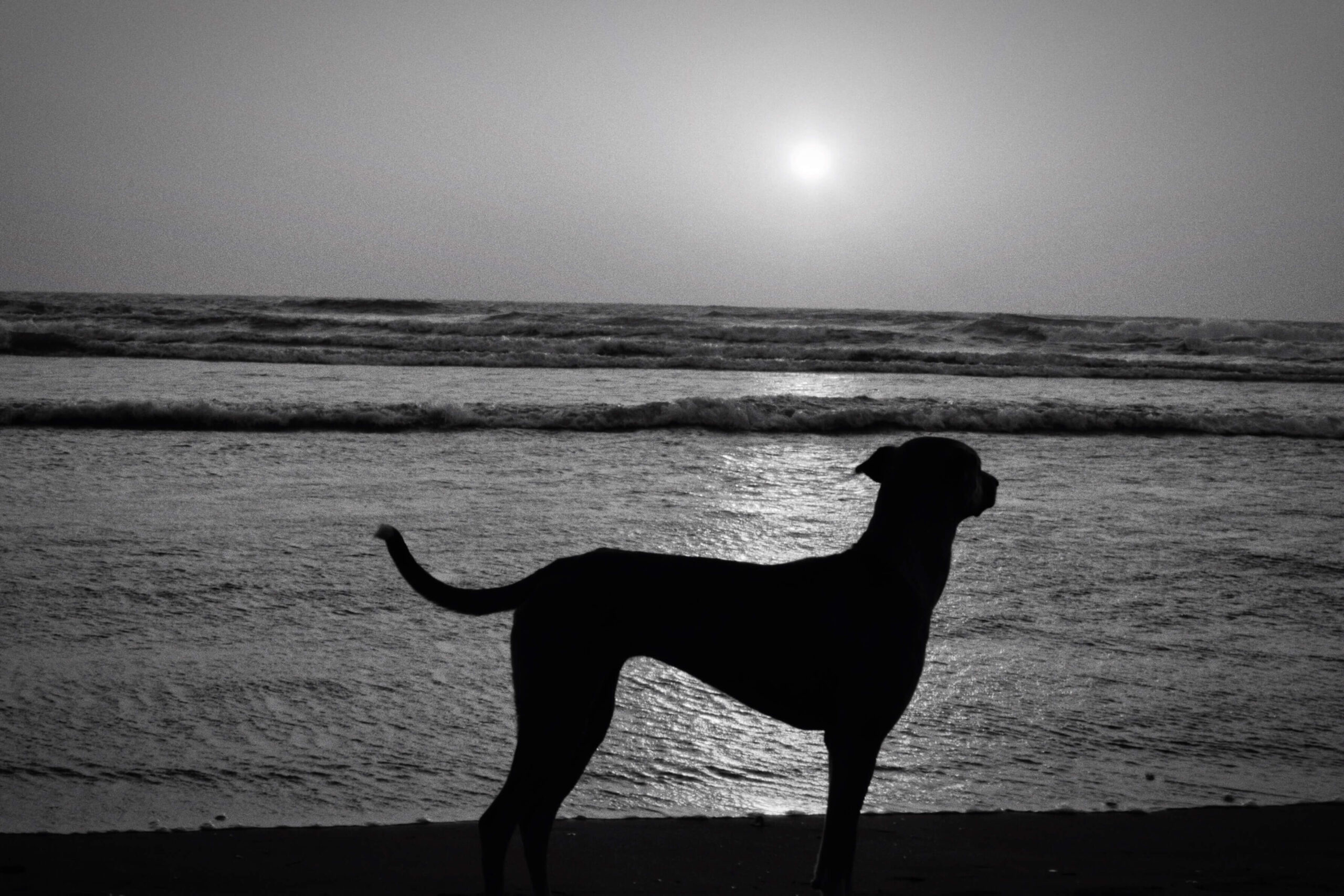 silhouette-dog-standing-beach-against-sky