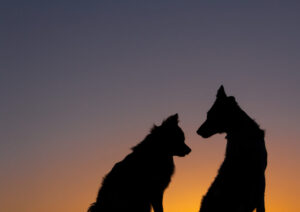 Silhouette of a pomeranian dog and another border collie at sunset