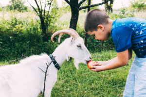 boy feeding goat