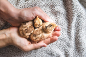 a person holding brown chicks on a cloth