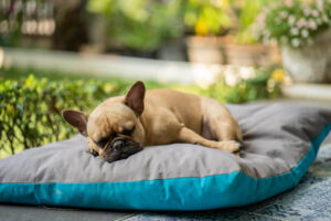 Closeup of an adorable bulldog sleeping on pillows in the garde