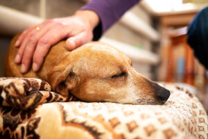 An old dachshshund