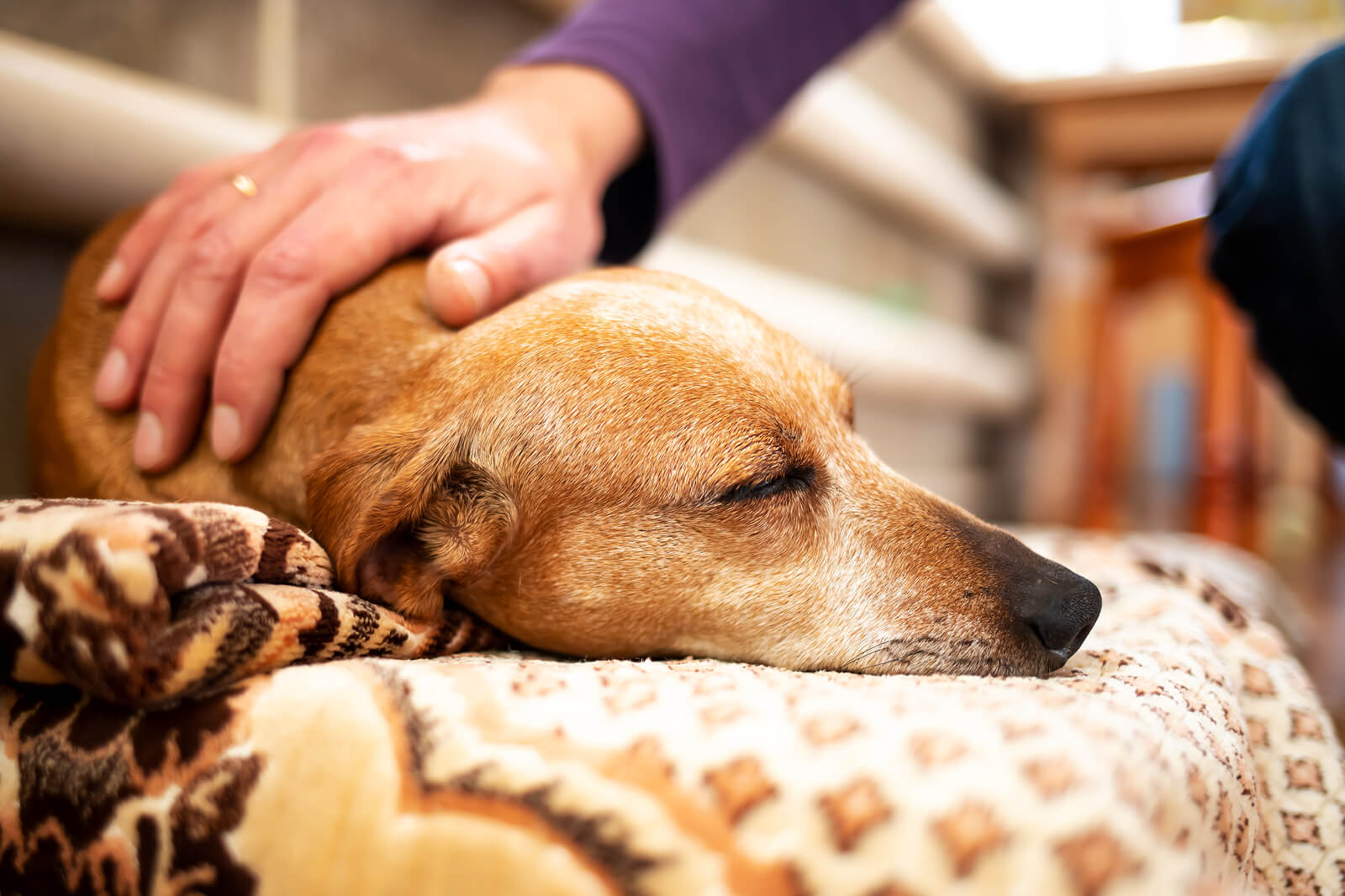 An old dachshshund