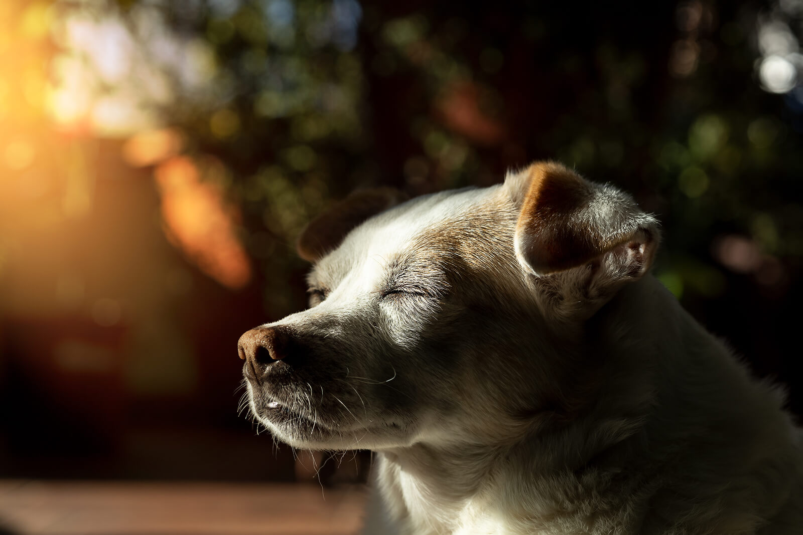 beautiful dog