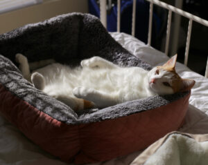 cat resting on a cat bed