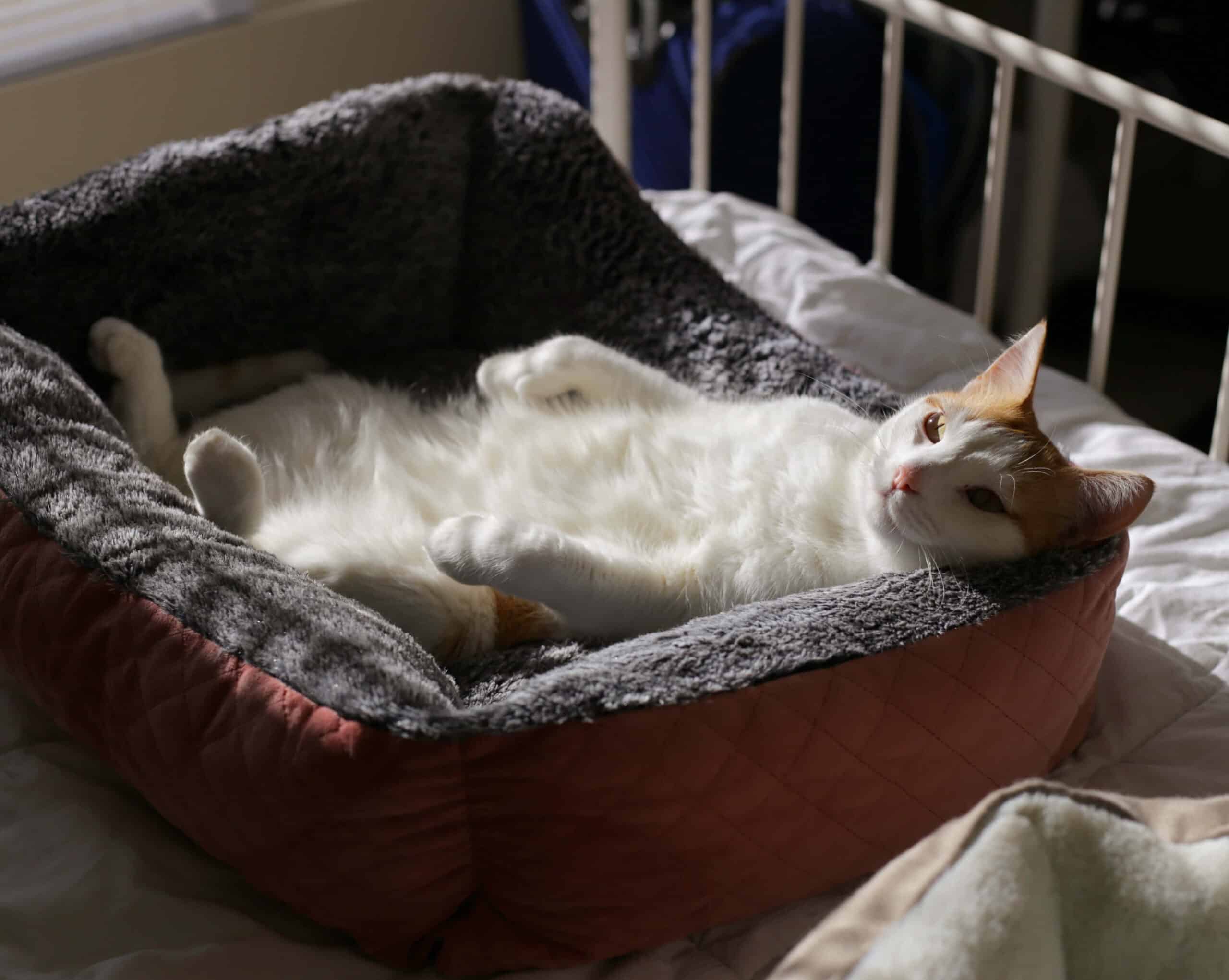 cat resting on a cat bed