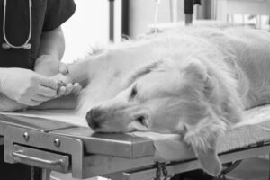 dog and vet