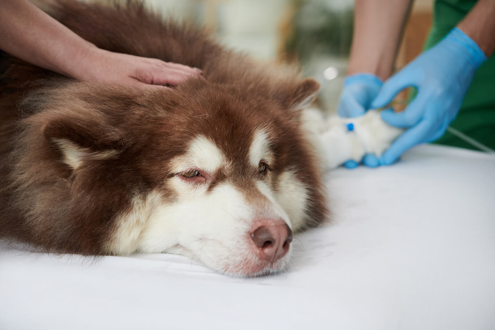 dog getting IV