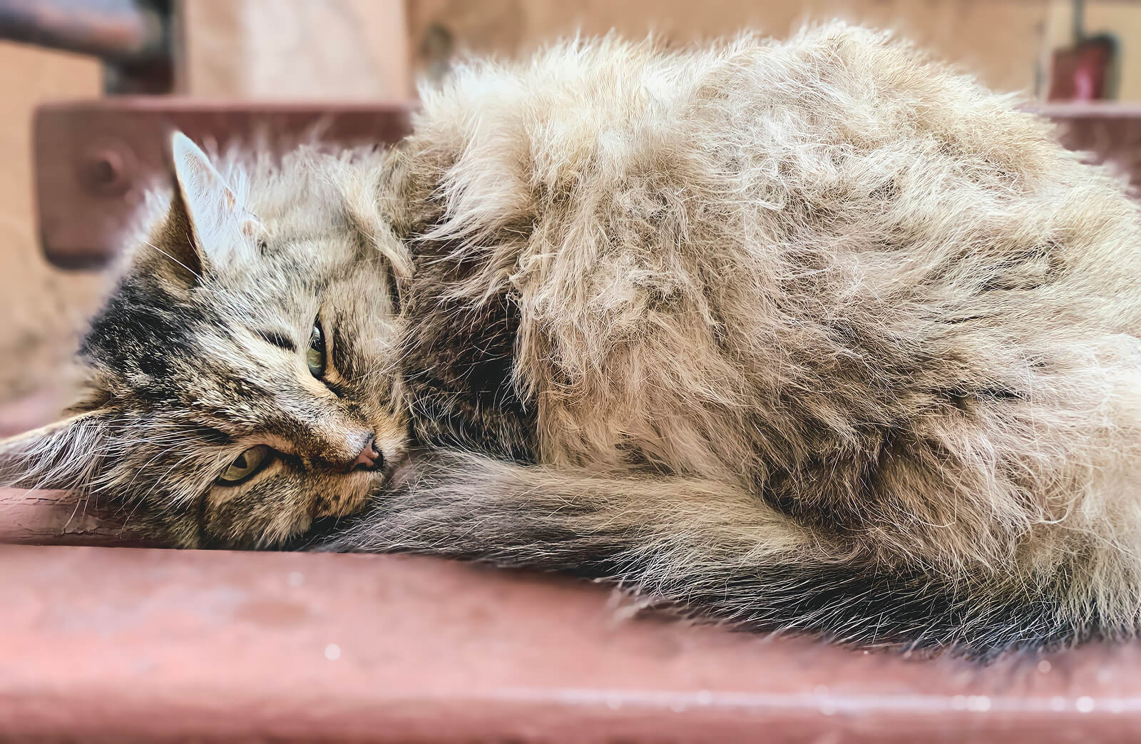 Old cat laying down