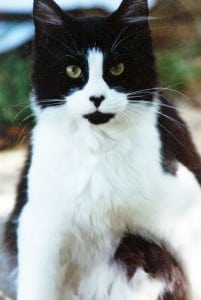 CalypsosittingWEB (2)