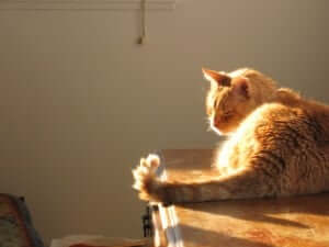 A cat lying down on the table