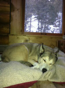 A dog sleeping