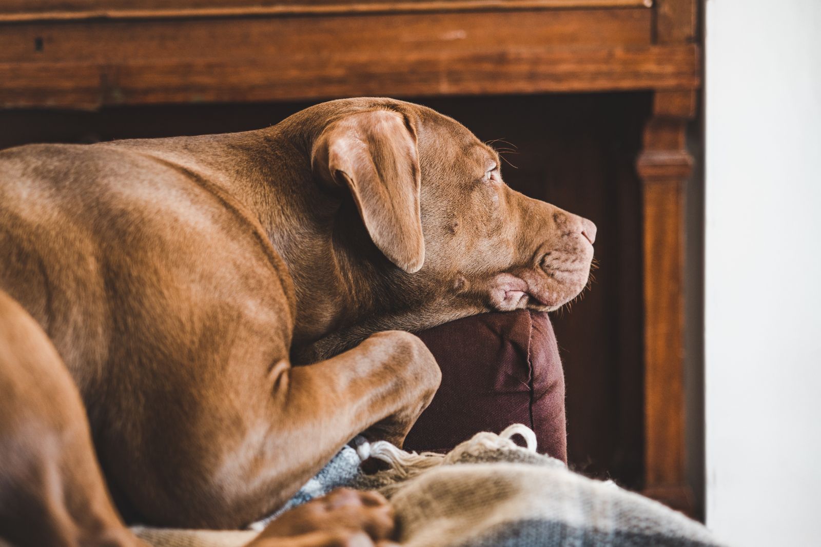 Senior brown dog lying on a blanket while resting its head