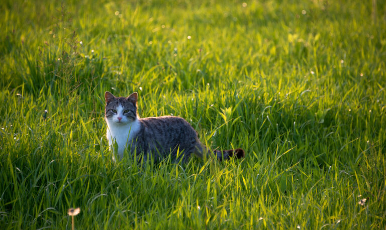 Mast Cell Tumor In Cats Life Expectancy: How To Know When It’s Time