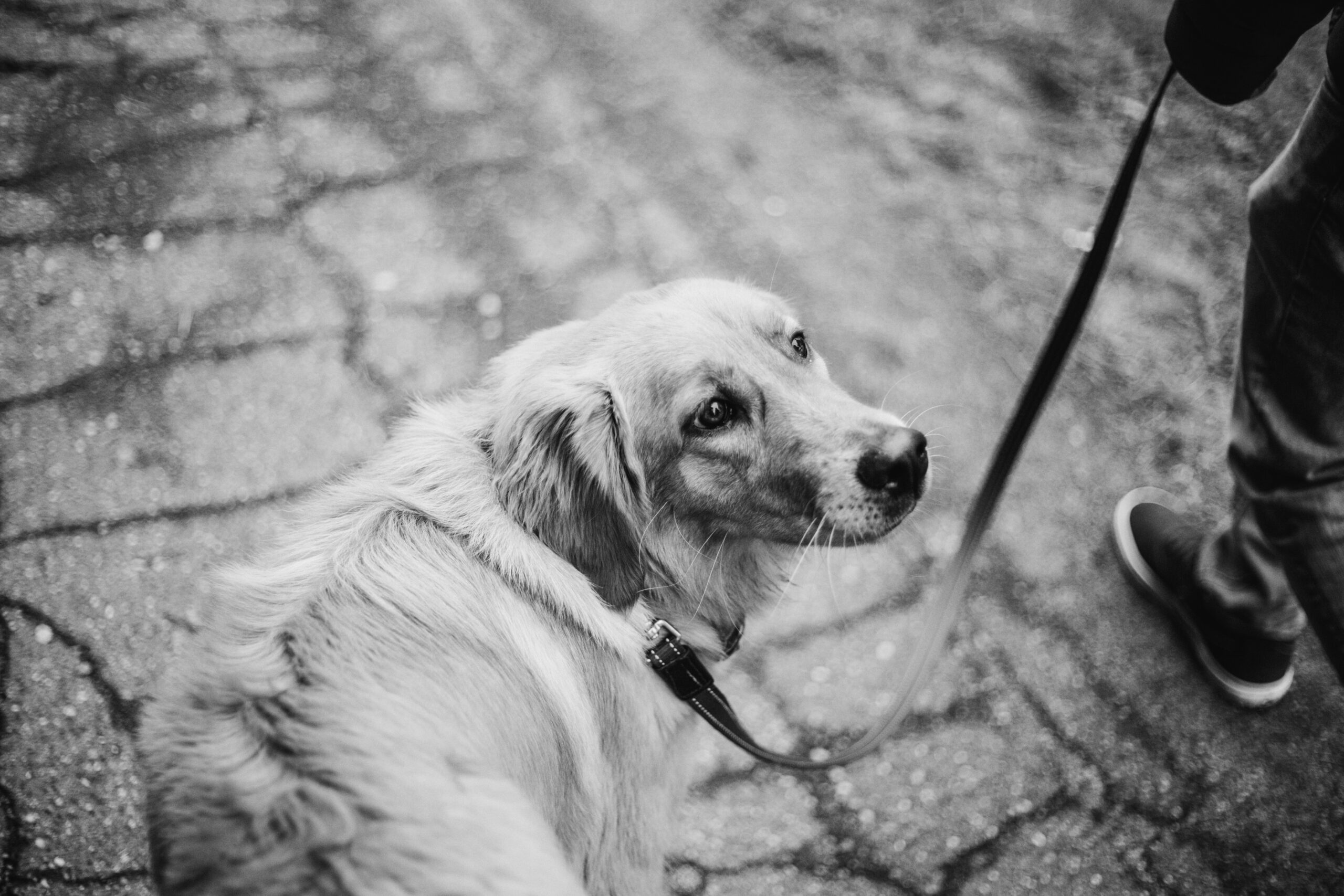 A sad dog glancing back during a walk