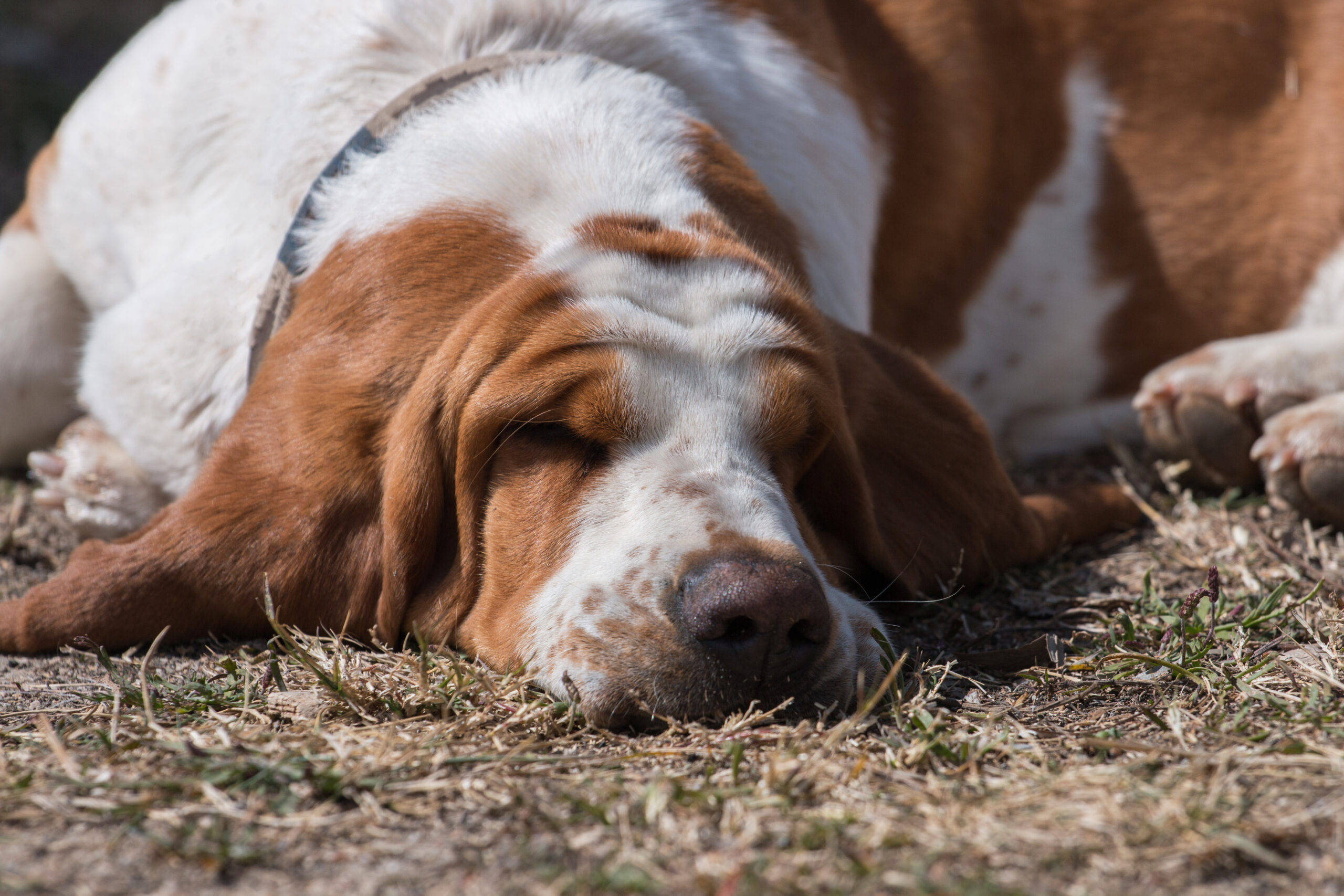 White and brown basset dog sleeping on the grass.