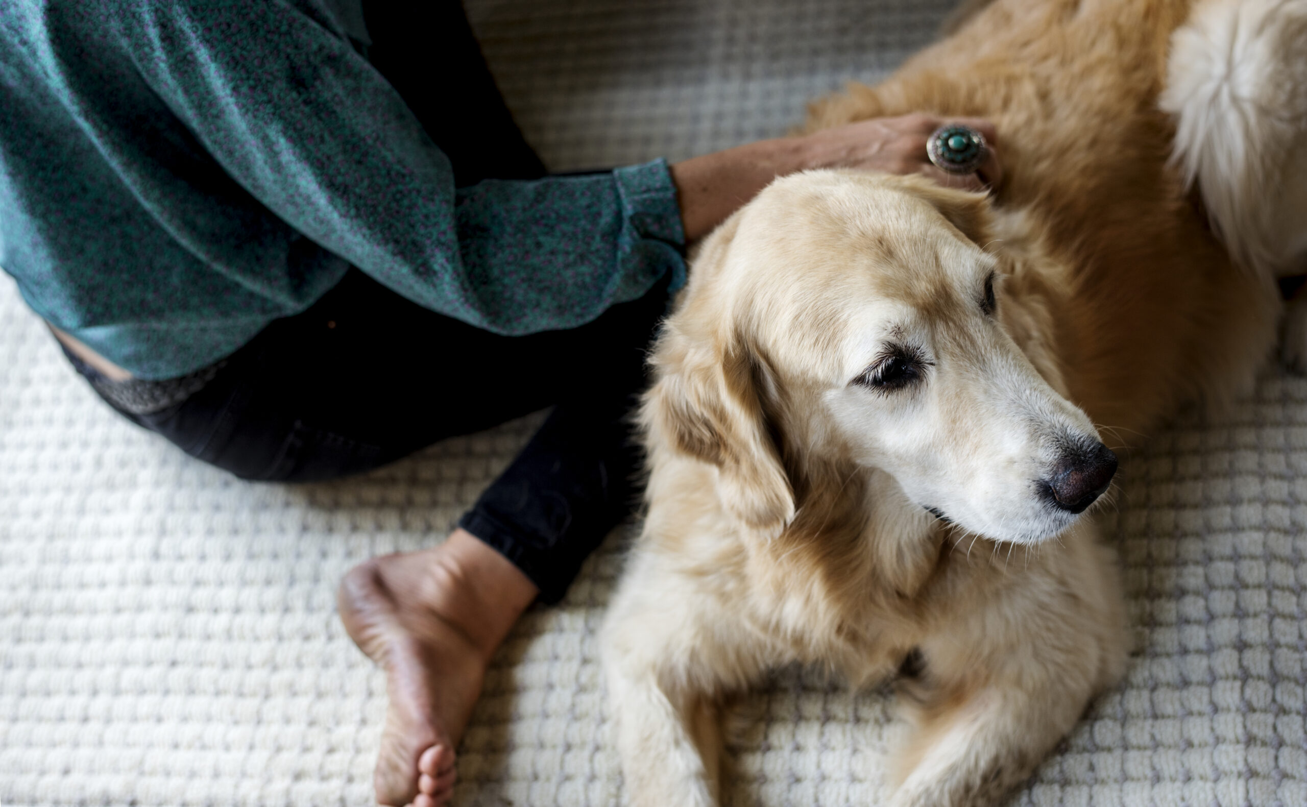 Woman Petting Goldent Retriever Dog